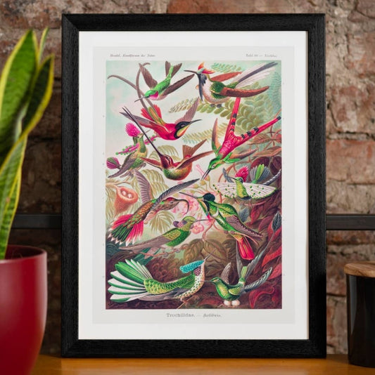 Wild Birds Framed Wall Art    FREE UK Delivery